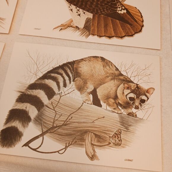 1980 American Wildlife Greeting 8 Cards From Current Vintage w Envelopes & Box - Picture 9 of 16